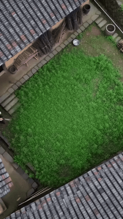 Weed killer spray application demo