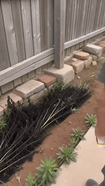 Fast-acting weed killer demo